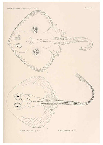 Reproducción/Reproduction 6441775011: Oceanic ichthyology. v.22 atlas. Cambridge, U.S.A. :Printed for the Museum,1896