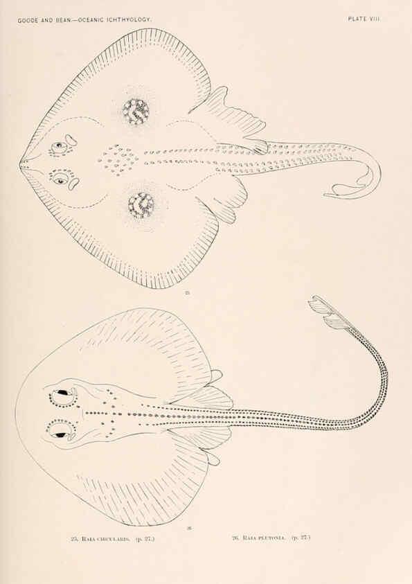 Reproducción/Reproduction 6441775011: Oceanic ichthyology. v.22 atlas. Cambridge, U.S.A. :Printed for the Museum,1896