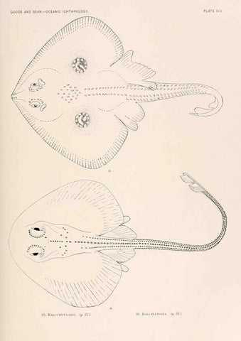 Reproducción/Reproduction 6441775011: Oceanic ichthyology. v.22 atlas. Cambridge, U.S.A. :Printed for the Museum,1896