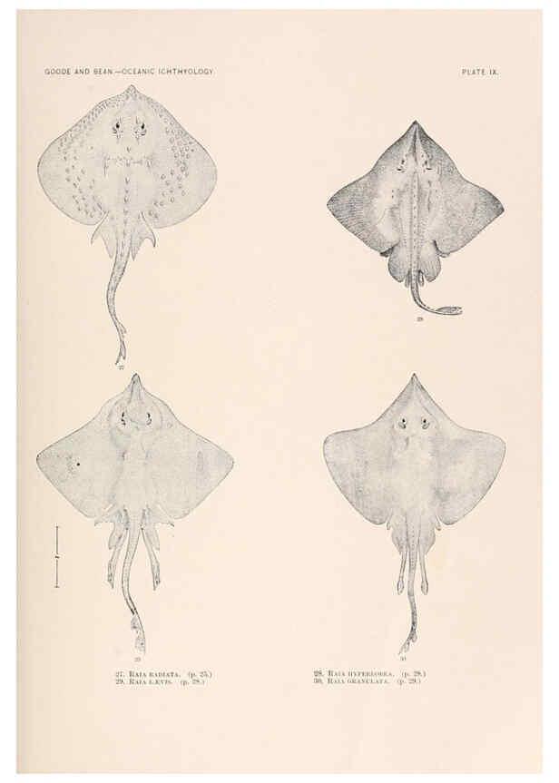 Reproducción/Reproduction 6441775501: Oceanic ichthyology. v.22 atlas. Cambridge, U.S.A. :Printed for the Museum,1896