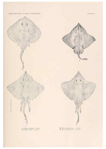 Reproducción/Reproduction 6441775501: Oceanic ichthyology. v.22 atlas. Cambridge, U.S.A. :Printed for the Museum,1896