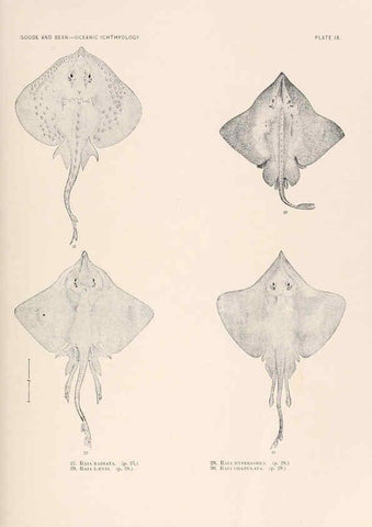 Reproducción/Reproduction 6441775501: Oceanic ichthyology. v.22 atlas. Cambridge, U.S.A. :Printed for the Museum,1896
