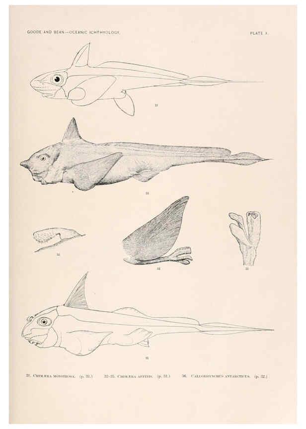 Reproducción/Reproduction 6441775827: Oceanic ichthyology. v.22 atlas. Cambridge, U.S.A. :Printed for the Museum,1896