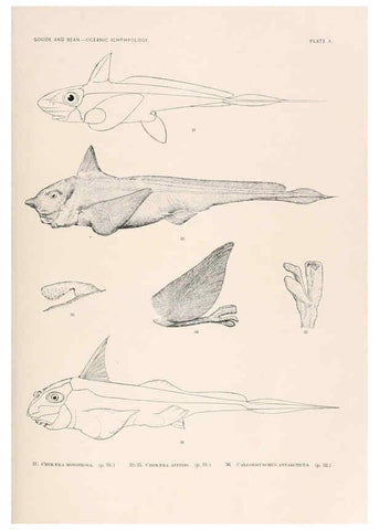 Reproducción/Reproduction 6441775827: Oceanic ichthyology. v.22 atlas. Cambridge, U.S.A. :Printed for the Museum,1896