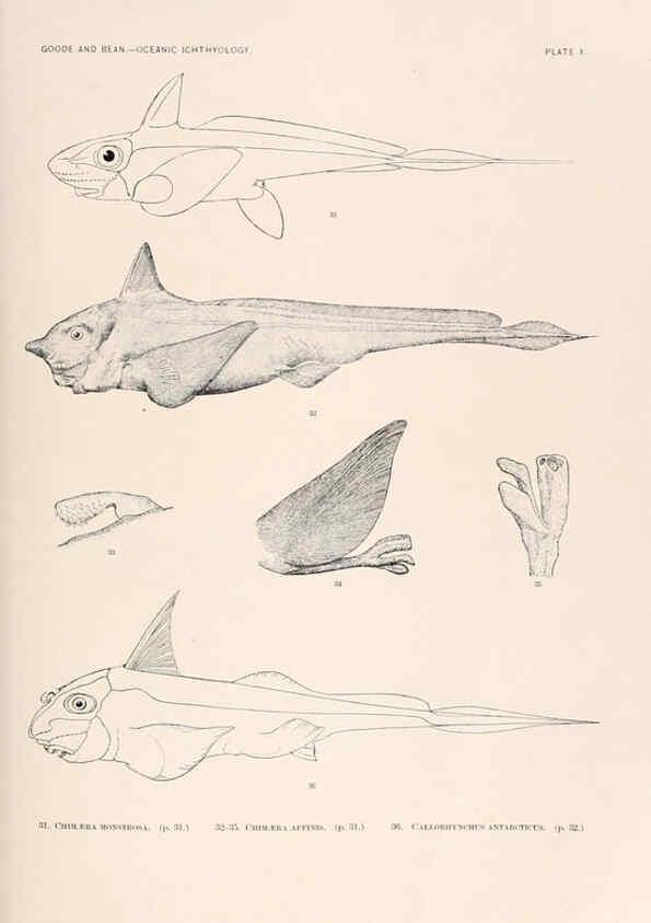 Reproducción/Reproduction 6441775827: Oceanic ichthyology. v.22 atlas. Cambridge, U.S.A. :Printed for the Museum,1896