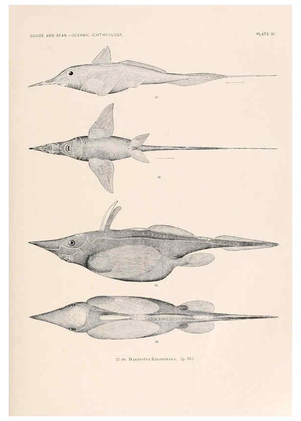 Reproducción/Reproduction 6441776151: Oceanic ichthyology. v.22 atlas. Cambridge, U.S.A. :Printed for the Museum,1896