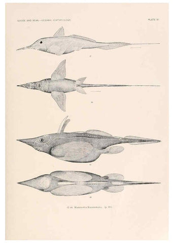 Reproducción/Reproduction 6441776151: Oceanic ichthyology. v.22 atlas. Cambridge, U.S.A. :Printed for the Museum,1896
