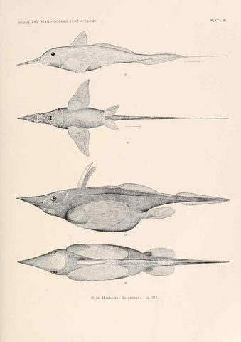 Reproducción/Reproduction 6441776151: Oceanic ichthyology. v.22 atlas. Cambridge, U.S.A. :Printed for the Museum,1896