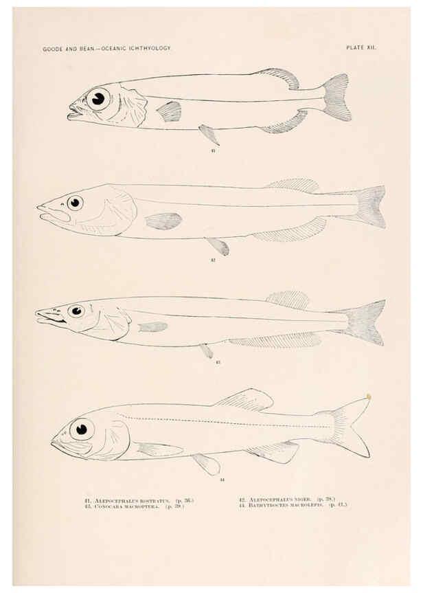Reproducción/Reproduction 6441776485: Oceanic ichthyology. v.22 atlas. Cambridge, U.S.A. :Printed for the Museum,1896