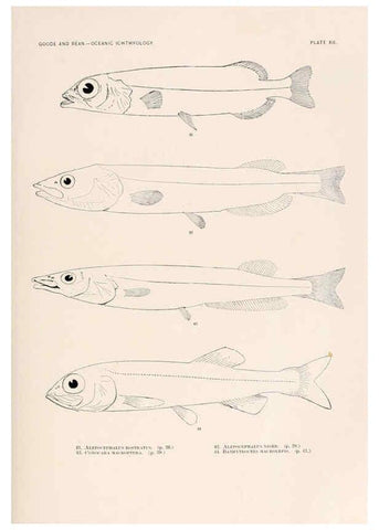 Reproducción/Reproduction 6441776485: Oceanic ichthyology. v.22 atlas. Cambridge, U.S.A. :Printed for the Museum,1896