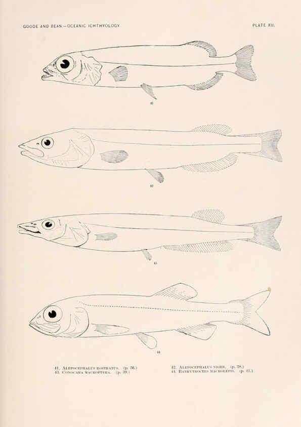 Reproducción/Reproduction 6441776485: Oceanic ichthyology. v.22 atlas. Cambridge, U.S.A. :Printed for the Museum,1896