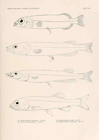 Reproducción/Reproduction 6441776485: Oceanic ichthyology. v.22 atlas. Cambridge, U.S.A. :Printed for the Museum,1896