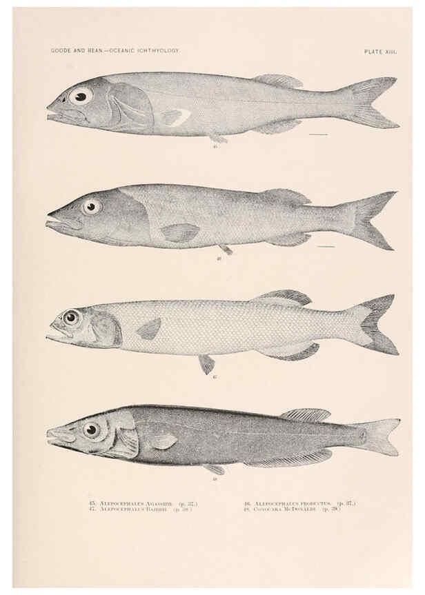 Reproducción/Reproduction 6441776773: Oceanic ichthyology. v.22 atlas. Cambridge, U.S.A. :Printed for the Museum,1896