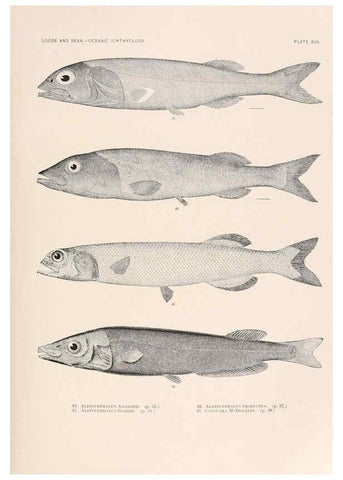 Reproducción/Reproduction 6441776773: Oceanic ichthyology. v.22 atlas. Cambridge, U.S.A. :Printed for the Museum,1896