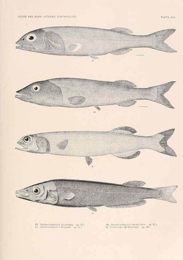 Reproducción/Reproduction 6441776773: Oceanic ichthyology. v.22 atlas. Cambridge, U.S.A. :Printed for the Museum,1896