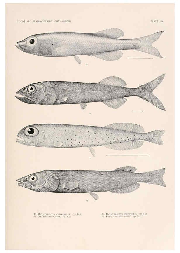 Reproducción/Reproduction 6441777059: Oceanic ichthyology. v.22 atlas. Cambridge, U.S.A. :Printed for the Museum,1896