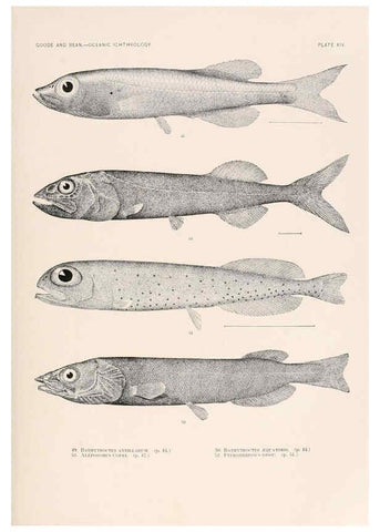 Reproducción/Reproduction 6441777059: Oceanic ichthyology. v.22 atlas. Cambridge, U.S.A. :Printed for the Museum,1896