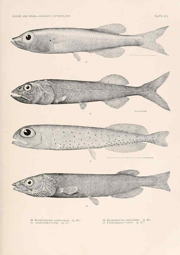 Reproducción/Reproduction 6441777059: Oceanic ichthyology. v.22 atlas. Cambridge, U.S.A. :Printed for the Museum,1896