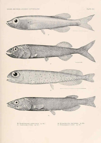 Reproducción/Reproduction 6441777059: Oceanic ichthyology. v.22 atlas. Cambridge, U.S.A. :Printed for the Museum,1896
