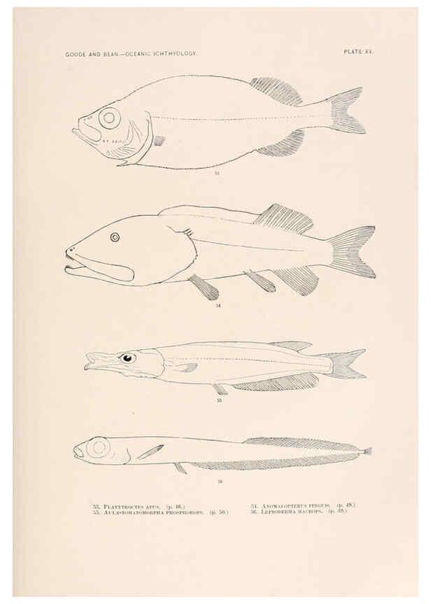 Reproducción/Reproduction 6441777501: Oceanic ichthyology. v.22 atlas. Cambridge, U.S.A. :Printed for the Museum,1896