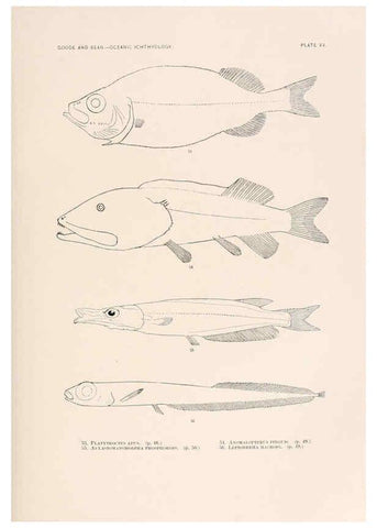 Reproducción/Reproduction 6441777501: Oceanic ichthyology. v.22 atlas. Cambridge, U.S.A. :Printed for the Museum,1896