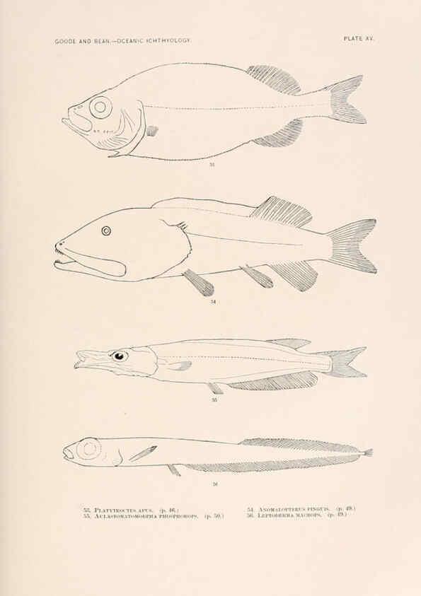 Reproducción/Reproduction 6441777501: Oceanic ichthyology. v.22 atlas. Cambridge, U.S.A. :Printed for the Museum,1896