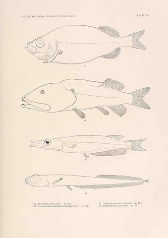 Reproducción/Reproduction 6441777501: Oceanic ichthyology. v.22 atlas. Cambridge, U.S.A. :Printed for the Museum,1896