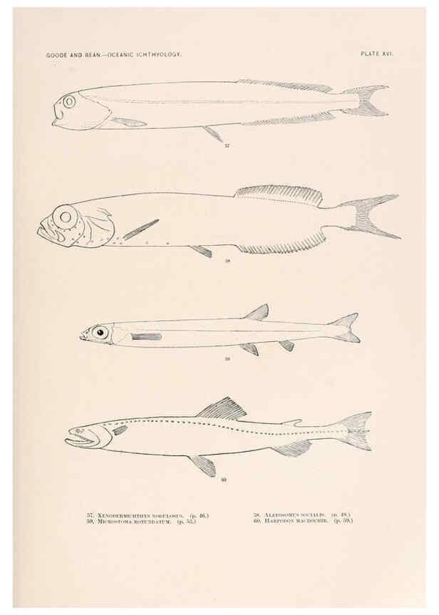 Reproducción/Reproduction 6441777815: Oceanic ichthyology. v.22 atlas. Cambridge, U.S.A. :Printed for the Museum,1896