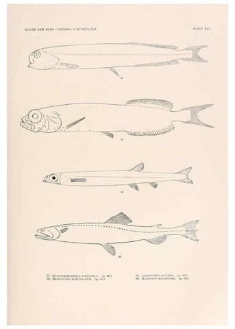 Reproducción/Reproduction 6441777815: Oceanic ichthyology. v.22 atlas. Cambridge, U.S.A. :Printed for the Museum,1896