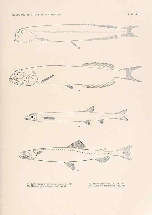 Reproducción/Reproduction 6441777815: Oceanic ichthyology. v.22 atlas. Cambridge, U.S.A. :Printed for the Museum,1896