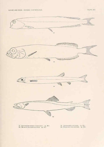 Reproducción/Reproduction 6441777815: Oceanic ichthyology. v.22 atlas. Cambridge, U.S.A. :Printed for the Museum,1896