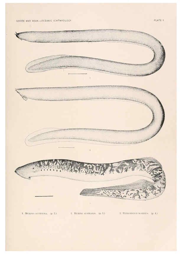 Reproducción/Reproduction 6441772481: Oceanic ichthyology. v.22 atlas. Cambridge, U.S.A. :Printed for the Museum,1896