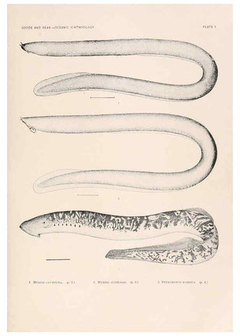 Reproducción/Reproduction 6441772481: Oceanic ichthyology. v.22 atlas. Cambridge, U.S.A. :Printed for the Museum,1896