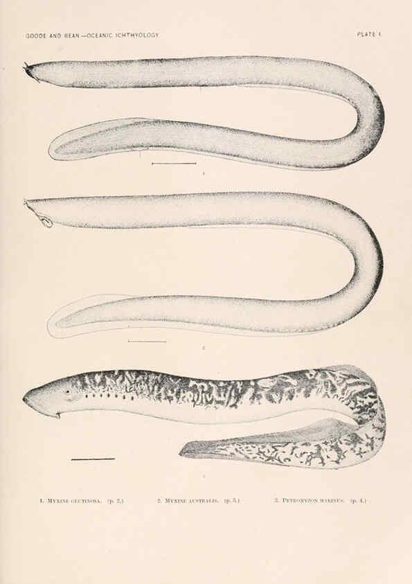Reproducción/Reproduction 6441772481: Oceanic ichthyology. v.22 atlas. Cambridge, U.S.A. :Printed for the Museum,1896