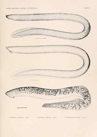 Reproducción/Reproduction 6441772481: Oceanic ichthyology. v.22 atlas. Cambridge, U.S.A. :Printed for the Museum,1896