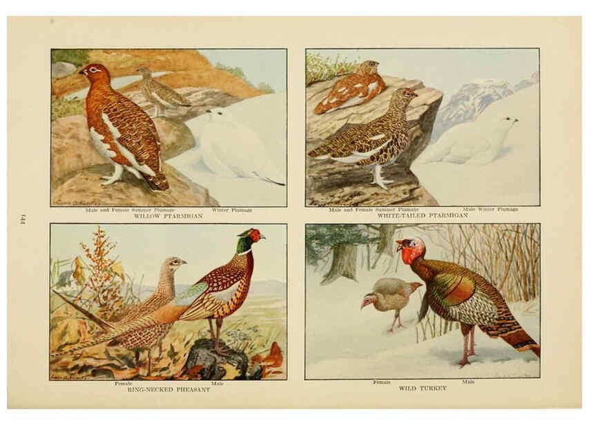 Reproducción/Reproduction 6441673327: The book of birds, common birds of town and country and American game birds Washington, D. C. :National Geographic Society,1918