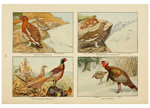 Reproducción/Reproduction 6441673327: The book of birds, common birds of town and country and American game birds Washington, D. C. :National Geographic Society,1918