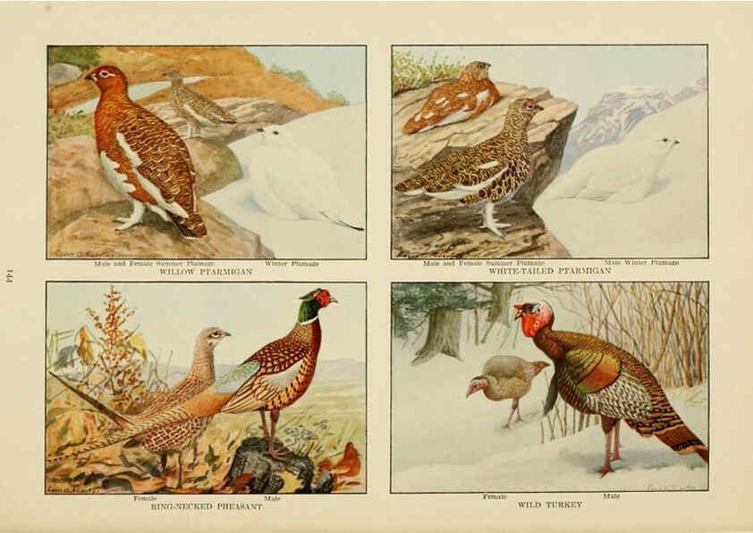 Reproducción/Reproduction 6441673327: The book of birds, common birds of town and country and American game birds Washington, D. C. :National Geographic Society,1918