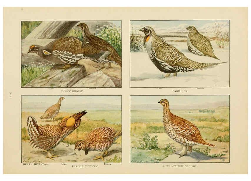 Reproducción/Reproduction 6441672985: The book of birds, common birds of town and country and American game birds Washington, D. C. :National Geographic Society,1918