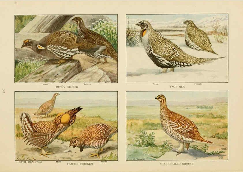 Reproducción/Reproduction 6441672985: The book of birds, common birds of town and country and American game birds Washington, D. C. :National Geographic Society,1918