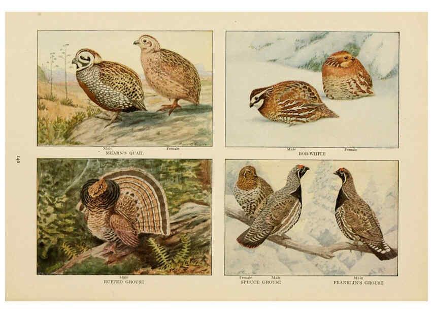 Reproducción/Reproduction 6441672623: The book of birds, common birds of town and country and American game birds Washington, D. C. :National Geographic Society,1918