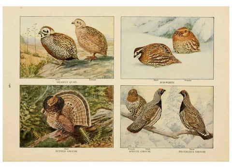 Reproducción/Reproduction 6441672623: The book of birds, common birds of town and country and American game birds Washington, D. C. :National Geographic Society,1918