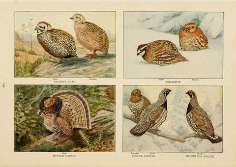 Reproducción/Reproduction 6441672623: The book of birds, common birds of town and country and American game birds Washington, D. C. :National Geographic Society,1918