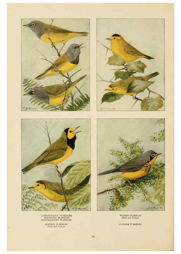 Reproducción/Reproduction 6441667089: The book of birds, common birds of town and country and American game birds Washington, D. C. :National Geographic Society,1918