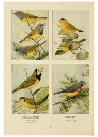 Reproducción/Reproduction 6441667089: The book of birds, common birds of town and country and American game birds Washington, D. C. :National Geographic Society,1918