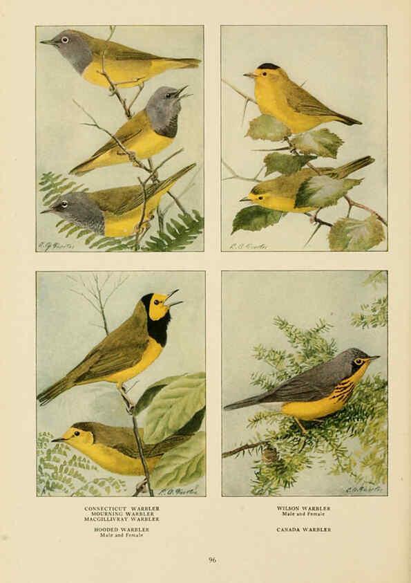 Reproducción/Reproduction 6441667089: The book of birds, common birds of town and country and American game birds Washington, D. C. :National Geographic Society,1918