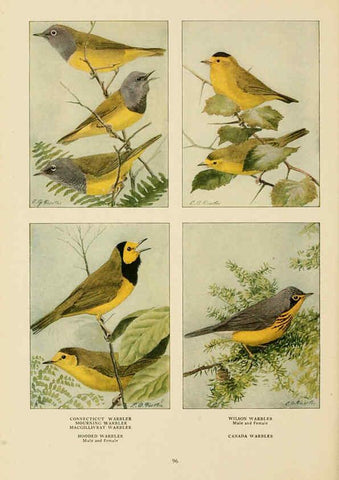 Reproducción/Reproduction 6441667089: The book of birds, common birds of town and country and American game birds Washington, D. C. :National Geographic Society,1918