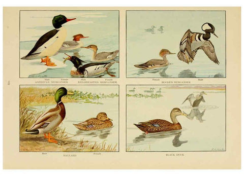 Reproducción/Reproduction 6441667405: The book of birds, common birds of town and country and American game birds Washington, D. C. :National Geographic Society,1918