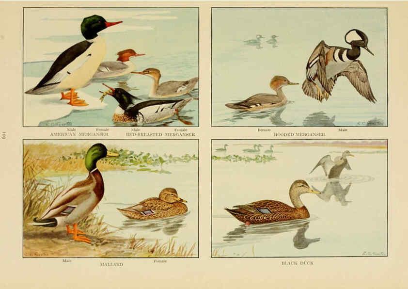 Reproducción/Reproduction 6441667405: The book of birds, common birds of town and country and American game birds Washington, D. C. :National Geographic Society,1918