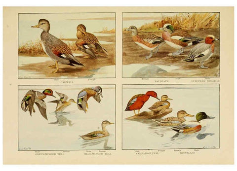Reproducción/Reproduction 6441667657: The book of birds, common birds of town and country and American game birds Washington, D. C. :National Geographic Society,1918